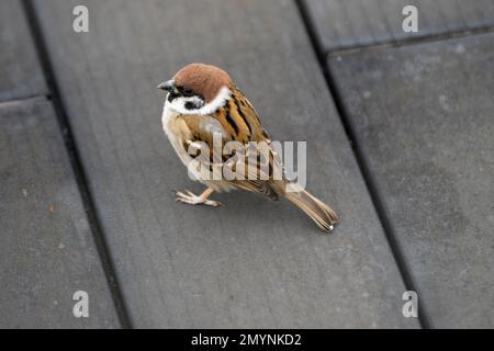 Tokio, Japan. 2. Februar 2023. Ein gewöhnlicher japanischer Spatz auf der Aussichtsplattform von Terminal 1 des internationalen Flughafens Tokio. Vögel sind auf Flughäfen immer ein Problem.die Nachfrage nach Flugreisen hat sich nach der COVID-19-Pandemie wieder erholt und die Luftfahrtindustrie behindert, was die wichtigsten internationalen Fluggesellschaften dazu zwingt, staatliche Rettungsmaßnahmen zu erhalten. ANA und JAL sind nach der Wiedereröffnung der Grenzen durch Japan vor kurzem wieder rentabel.der Flughafen Haneda, der offiziell als internationaler Flughafen Tokio bekannt ist (auf Japanisch: ç¾½ç°C © ºæ¸¯), ist ein großer und hoch entwickelter Flughafen im Großstadtgebiet Tokio. Stockfoto