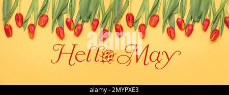 Wunderschöne Tulpenblüten und Text HALLO, MAI auf gelbem Hintergrund Stockfoto