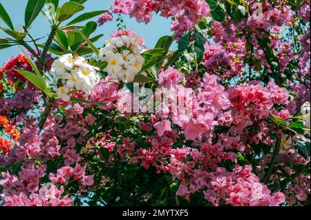Blumen im Hintergrund. Wunderschöne Naturszene mit blühenden Blumen im Sonnenschein. Sommerblumen. Sommerhintergrund. Vollformataufnahme Farbenfroher Blumen Stockfoto