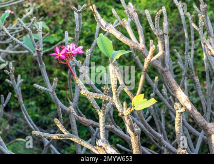 Blumen im Hintergrund. Wunderschöne Naturszene mit blühenden Blumen im Sonnenschein. Sommerblumen. Sommerhintergrund. Vollformataufnahme Farbenfroher Blumen Stockfoto