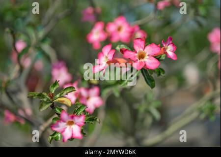 Blumen im Hintergrund. Wunderschöne Naturszene mit blühenden Blumen im Sonnenschein. Sommerblumen. Sommerhintergrund. Vollformataufnahme Farbenfroher Blumen Stockfoto