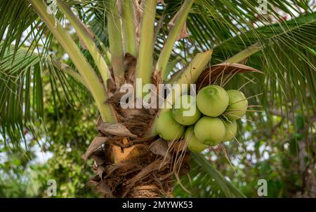 Kokospalme mit Kokosnüssen. Äste frischer Kokosnüsse, die auf Palmen wachsen. Frische Kokosnuss auf dem Baum, Kokosnuss auf Kokosnussbaum Stockfoto