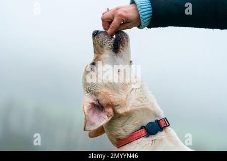 Weißer labrador-Hund bekommt einen Snack - Nahaufnahme mit selektivem Fokus Stockfoto