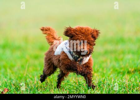 Ingwerspielzeug Pudel im Park - Selektive Fokussierung Stockfoto