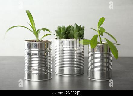 Wunderschöne Zimmerpflanzen in Blechdosen auf grauem Steintisch Stockfoto