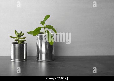 Schöne Zimmerpflanzen in Blechdosen auf grauem Steintisch, Platz für Text Stockfoto