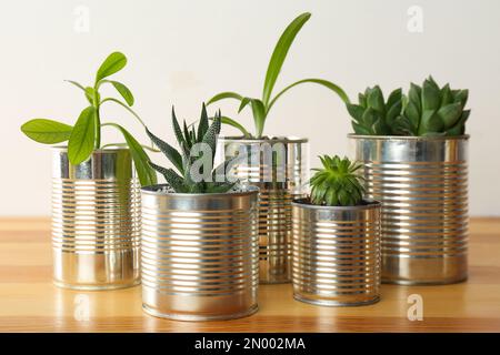 Schöne Zimmerpflanzen in Blechdosen auf Holztisch Stockfoto