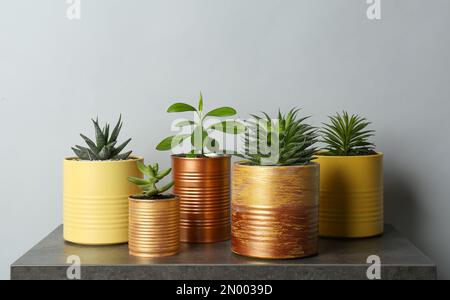 Wunderschöne Zimmerpflanzen in Blechdosen auf grauem Steintisch Stockfoto