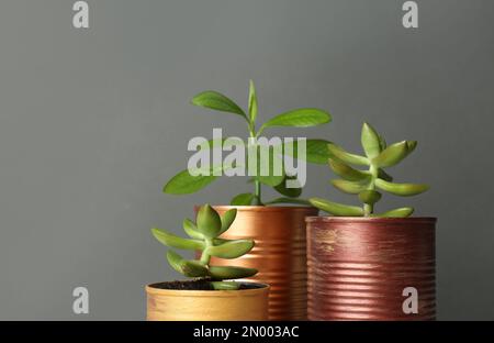 Schöne Zimmerpflanzen in Blechdosen auf hellgrauem Hintergrund, Nahaufnahme Stockfoto