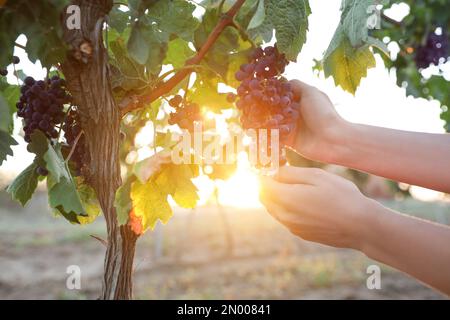 Eine Frau, die bei Sonnenuntergang im Weinberg Trauben pflückt Stockfoto