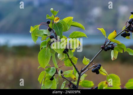 Zweig des Dornbaums Rhamnus cathartica im Herbst. Wunderschöne helle Aussicht auf schwarze Beeren und grüne Blätter aus nächster Nähe. Stockfoto