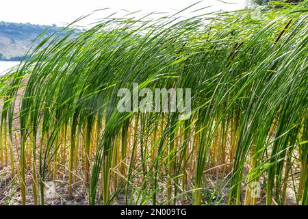 Typha latifolia broadleaf cattail, bulrush, common bulrush, common cattail, great reedmace, coopers Schilf, Cumbungi ist eine mehrjährige krautige Pflanze in g Stockfoto