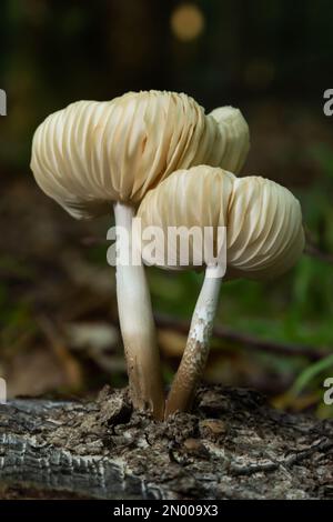 Der Common Bonnet Mycena galericulata ist ein ungenießbarer Pilz, ein faszinierendes Foto. Stockfoto