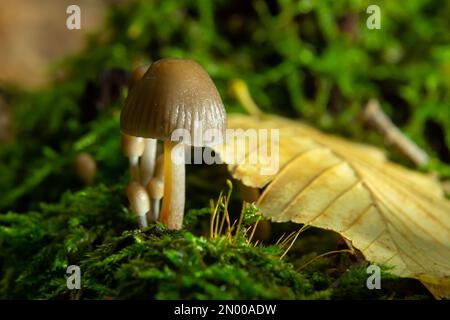 Einvernehmliche Pilzfamilie mit dünnen Beinen, geklumpfter Haube auf grünem Hintergrund Pilz-Mycena inclinata. Stockfoto