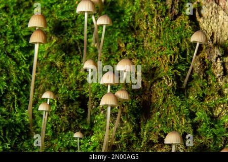 Pilze Mycena galopus wächst auf grünem Moos im Wald. Stockfoto