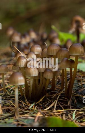 Einvernehmliche Pilzfamilie mit dünnen Beinen, geklumpfter Haube auf grünem Hintergrund Pilz-Mycena inclinata. Stockfoto