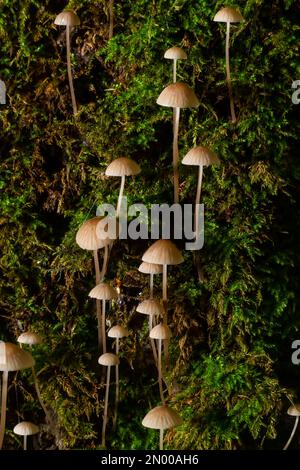 Pilze Mycena galopus wächst auf grünem Moos im Wald. Stockfoto