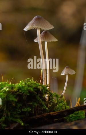 Pilze Mycena galopus wächst auf grünem Moos im Wald. Stockfoto
