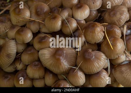 Einvernehmliche Pilzfamilie mit dünnen Beinen, geklumpfter Haube auf grünem Hintergrund Pilz-Mycena inclinata. Stockfoto