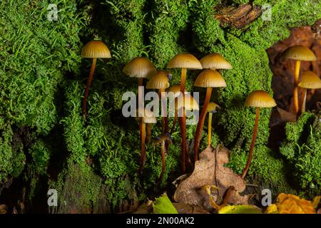 Geclusterte Bonnet-Mycena-Neigungen, die auf einem moosbedeckten Stumpf wachsen. Stockfoto