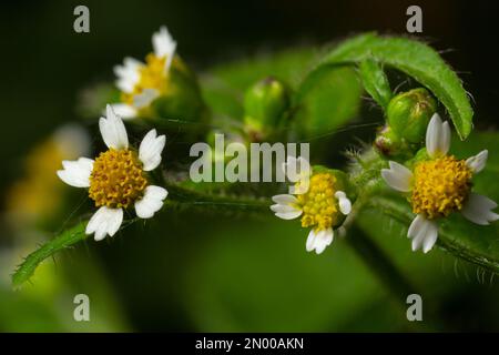 Nahaufnahme Galinsoga quadriradiata ist eine blühende Pflanzensorte der Familie Asteraceae, die unter mehreren gebräuchlichen Namen bekannt ist, einschließlich Shag Stockfoto