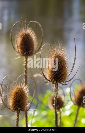 Teasel Dipsacus fullonum vor einem grünen, verschwommenen Hintergrund, Dipsacus Fullonum - eine robuste Zweijahrespflanze. Die Pflanzen haben Stiele, stachelig, klebrig Stockfoto