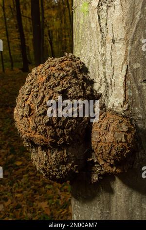 Die Form der Pflanzenkrankheit am Rumpf. Diese Verbreitung auf dem Hauptstamm nimmt seit mehreren Jahren zu. Stockfoto