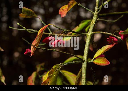 Euonymus europaeus - Spindelstrauch auch Europäischer Spindelbaum. Sträucher mit graubrauner Rinde, stumpfe Äste, Lanzeolat und Serratenblätter, Fruchtwitze Stockfoto