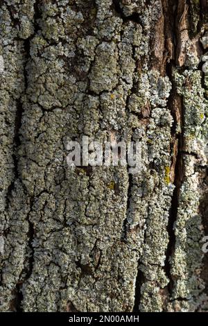 Nahaufnahme. GreenShield foliose White Tube bone Pillow lichen Parmeliaceae Family Hypogymnia Physodes, die auf Rindenkoniferen im Wald wachsen. Sy Stockfoto