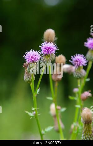 Ein blühender Strauß rosa sät Cirsium arvense in einer natürlichen Umgebung, inmitten von Wildblumen. Die schleichende Distel im Sommer blühende Kreiselarvense. Viole Stockfoto