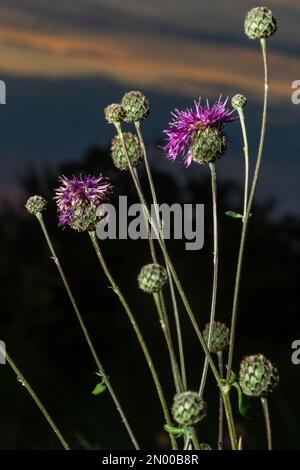 Centaurea scabiosa subsp. Apiculata, Centaurea apiculata, Asteraceae. Wilde Pflanze im Sommer. Stockfoto