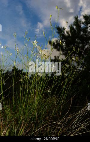 Zerbrechliche weiße und gelbe Blüten von Anthericum ramosum, sternförmig, wachsen auf einer Wiese in wilder Wildnis, verschwommener grüner Hintergrund, warme Farben, helles an Stockfoto