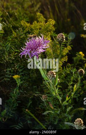 Centaurea scabiosa subsp. Apiculata, Centaurea apiculata, Asteraceae. Wilde Pflanze im Sommer. Stockfoto