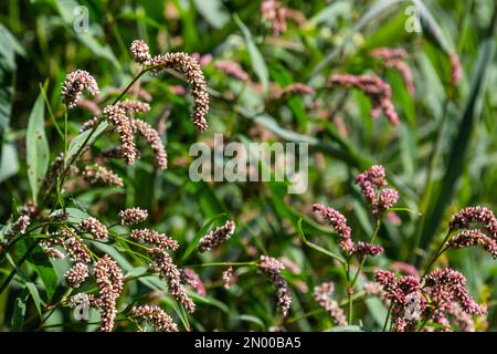 Farbenfrohe Persicaria longiseta, eine blühende Pflanze in der Knotweed-Familie. Stockfoto