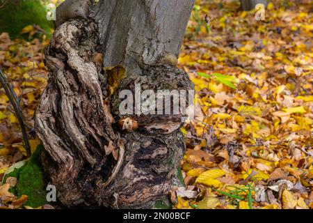 Die Form der Pflanzenkrankheit am Rumpf. Diese Verbreitung auf dem Hauptstamm nimmt seit mehreren Jahren zu. Stockfoto