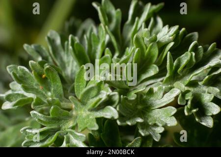 Wermut grün grau hinterlässt Hintergrund. Artemisia absinthium absinthium, Absinth, grüne graue Wurmpflanze, Nahaufnahme Makro, Draufsicht. Stockfoto