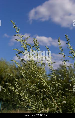 Artemisia absinthium ist eine mehrjährige Pflanze der Familie Ostern. Medizin, Lebensmittel, Phytonzid, ätherisches Öl, Farbstoff, Gerbstoffhaltige und insektizide Kultur Stockfoto