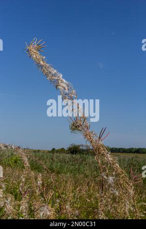 Verwelkte Blumen Feuerweed in den Wäldern mit ungewöhnlichen Formen. Herbstliche Naturwunder. Stockfoto