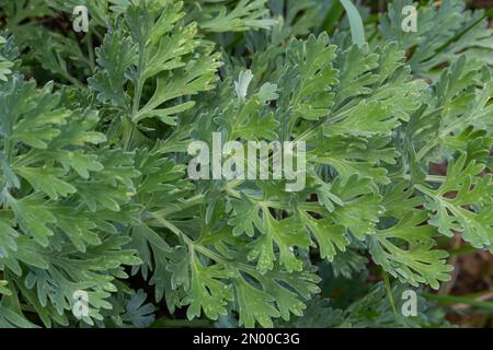 Artemisia absinthium ist eine mehrjährige Pflanze der Familie Ostern. Medizin, Lebensmittel, Phytonzid, ätherisches Öl, Farbstoff, Gerbstoffhaltige und insektizide Kultur Stockfoto