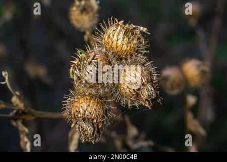 Die Stachelkraut-Burdock-Pflanze oder Arctium-Pflanze aus der Familie der Asteraceae. Trockenes braunes Arctium minus. Getrocknete Samenköpfe im Herbst. Reife Grate mit scharfem C. Stockfoto