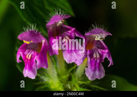 Purple Dragon Dead Nettle, Lamium maculatum Purple Dragon, verteilt ganzjähriges Kraut mit silbernen Blättern, die mit dunkelgrünem und magentafarbenem fl Stockfoto