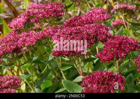 Rote blühende Sedum-Pflanze, Hylotelephium telephium. Wunderschöne Herbstblumen im Garten. Stockfoto