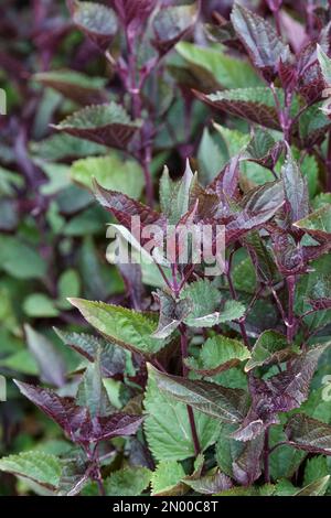 Ageratina altissima Schokolade, Boneset Schokolade, krautige, ganzjährige schokoladenbraune, gezinkte Blätter Stockfoto