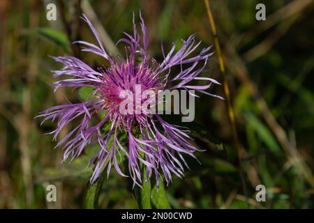 Centaurea Jakea blüht auf der Wiese unter Wildgräsern. Stockfoto