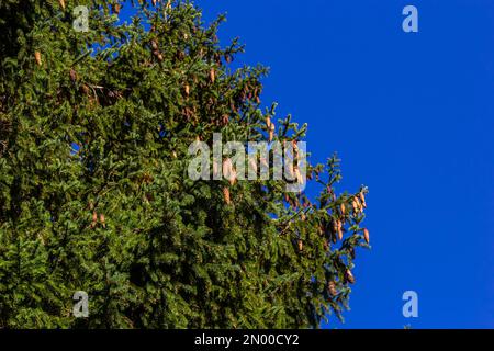Zweige mit Zapfen Europäische Fichte Picea abies auf blauem Himmel. Stockfoto