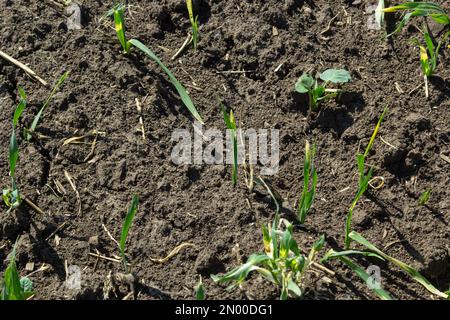 Junge Sprossen von gekeimtem Weizen auf offenem Boden. Ackerbau auf einem Feld. Stockfoto