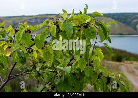 Zweig des Dornbaums Rhamnus cathartica im Herbst. Wunderschöne helle Aussicht auf schwarze Beeren und grüne Blätter aus nächster Nähe. Stockfoto