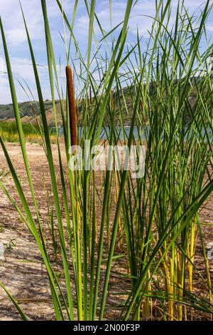 Reed Mace Pflanze auch bekannt als Katze - Schwanz, Bullauge, Sumpfwurst, Punks, Typha angustifolia. Stockfoto