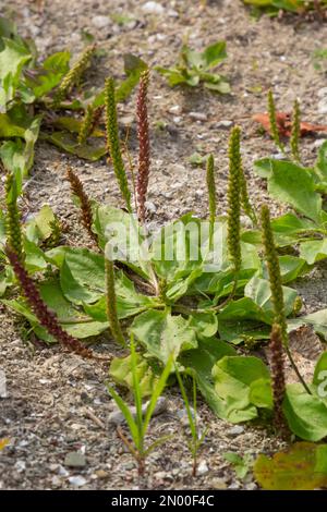 Heilkräuter für die Phytotherapie. Großplantain lateinischer Name
