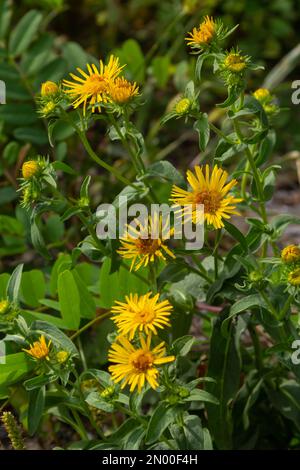 Im Sommer blüht die wilde Heilpflanze Inula in der Wildnis. Stockfoto